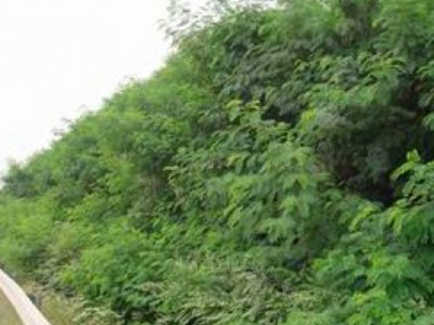 甘肃陇南道路边坡植被恢复项目 - 安平县佰泰金属丝网制品有限公司图片2