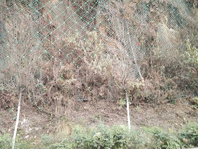 四川两河镇边坡防护工程 - 安平县佰泰金属丝网制品有限公司图片5